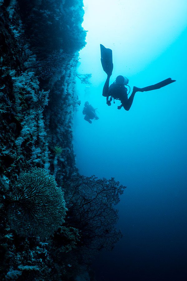 Courtesy of Tiger Blue, Indonesia